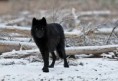 /album/wolven/download-4-jpg/